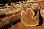 Teak log yard