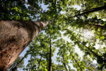 Teak forest canopy with the sun shining through the leaves.