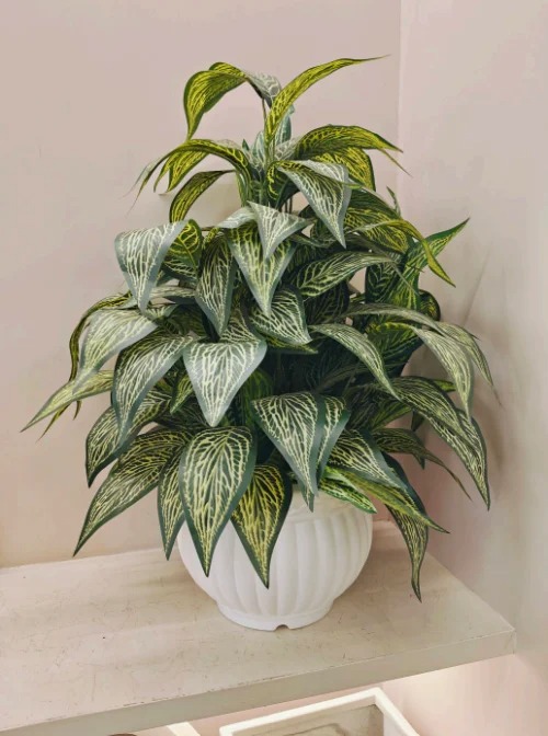 Plants